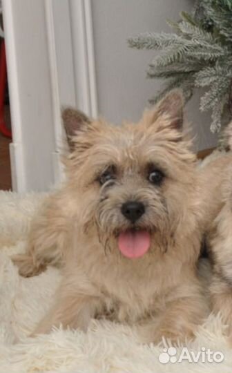 Керн терьер