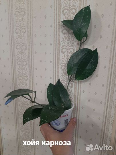 Комнатные цветы