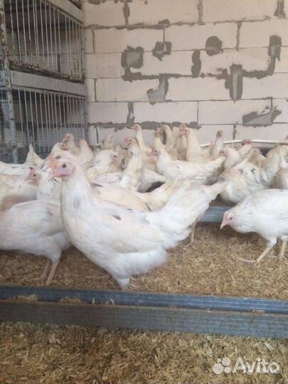Куры несушки