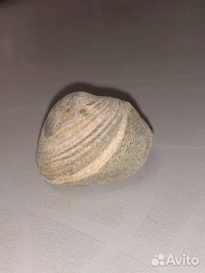 Окаменелости аммониты и белемниты