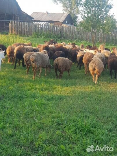 Овцы бараны ягнята
