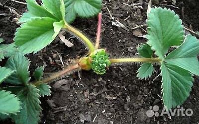 Рассада клубники