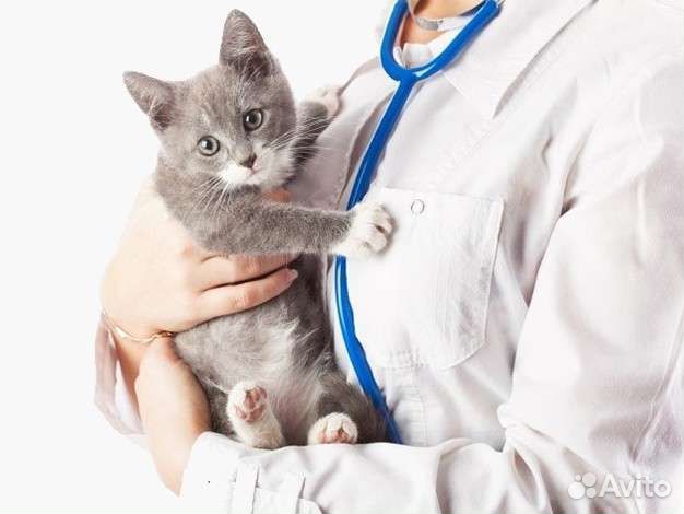 Стерилизация кошек и беременных кошечек