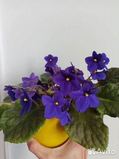 Фиалка, детки