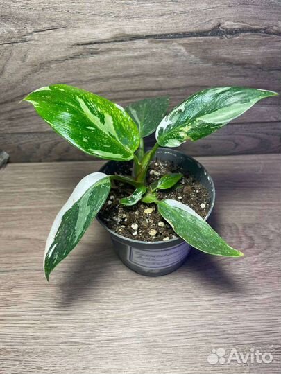 Филодендрон Вайт Принцесс