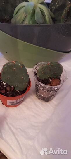 Кактусы + кактусята + опунция