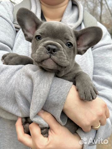 Французский бульдог голубой