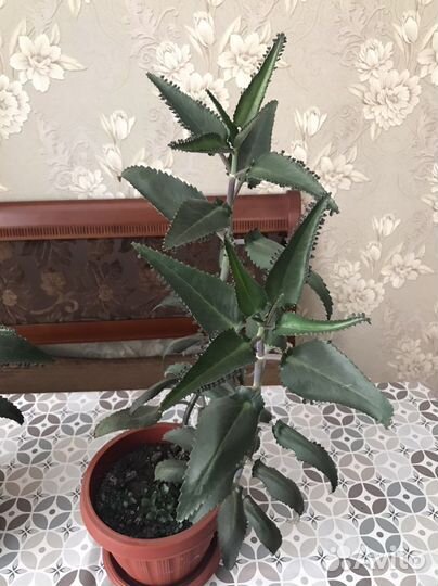 Каланхоэ лечебное