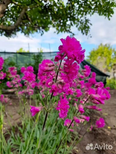 Гвоздика Смолка