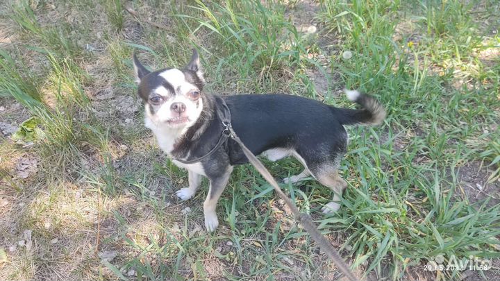 Вязка чухуахуа