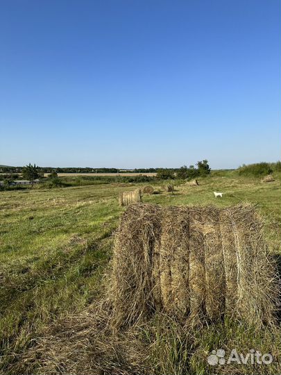 Сено в рулонах