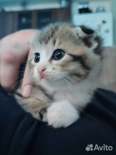 Британские котята