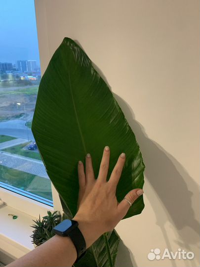 Стрелиция николая (170см)