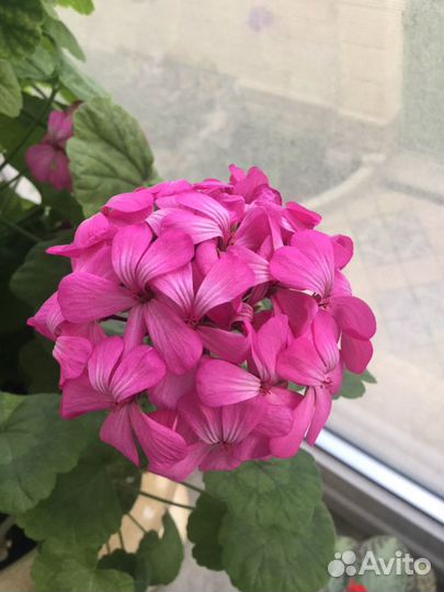 Пеларгония герань