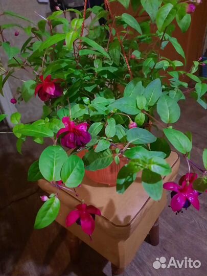 Цветущая фуксия в 3л кашпо с подвесом