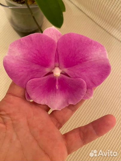 Орхидея фаленопсис