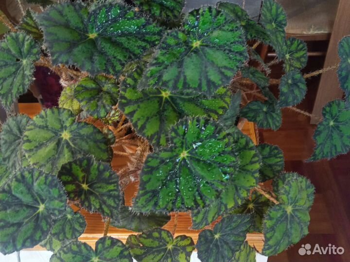 Комнатные растения