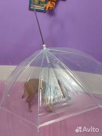 Зонт для прогулки с собакой