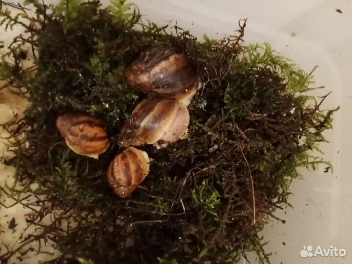 Улитки ахатины и архахатины