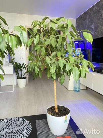 Фикус бенджамина