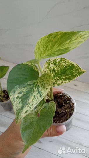 Эпипремнум марбл квин