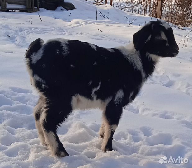 Заано нубийские козочки