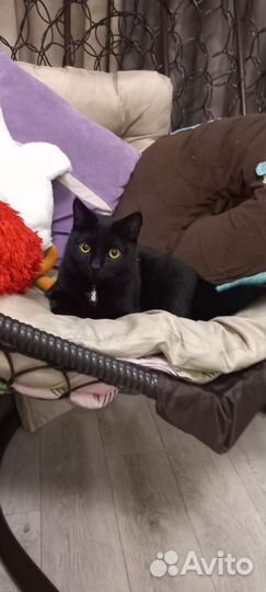 Красавчик котик,мальчик, 1 год