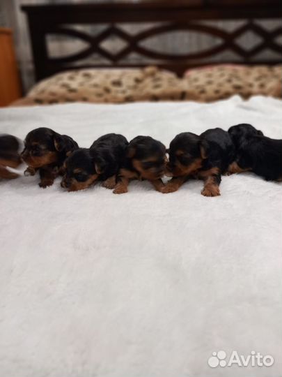 Йоркширский терьер