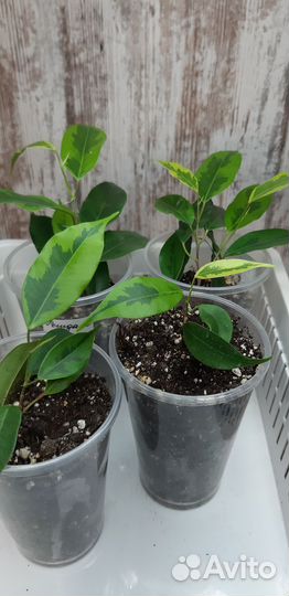 Фикус Бенджамина Регидан