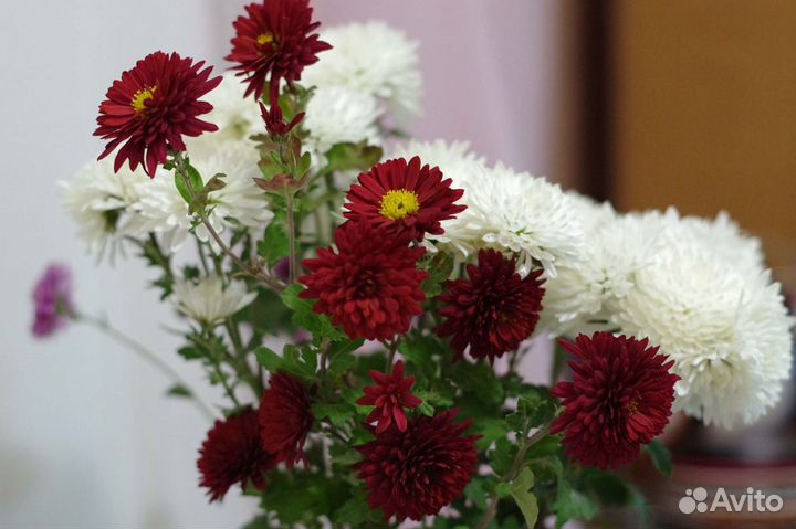 Объектив Soligor 50/1.7 с байонетом Pentax PK