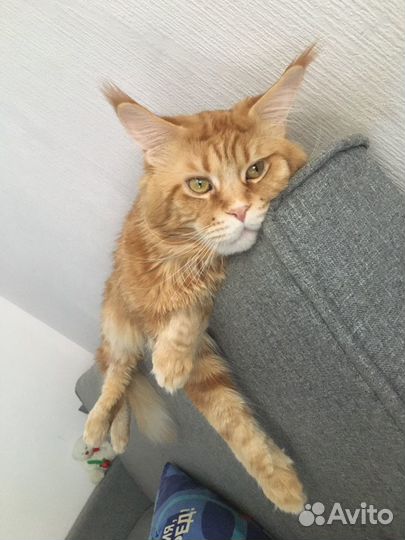 Кот на вязку Мейн-кун