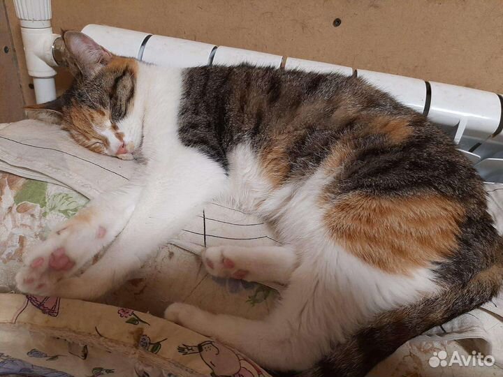 Кисульки лампампульки