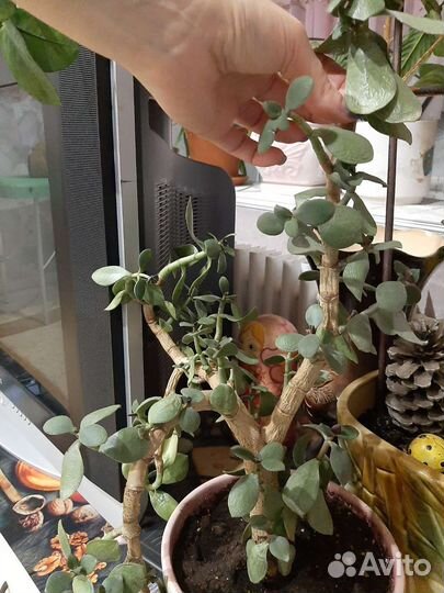 Денежное дерево