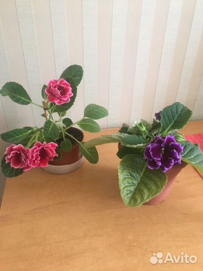 Цветы глоксиния