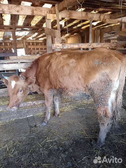 Корова телка