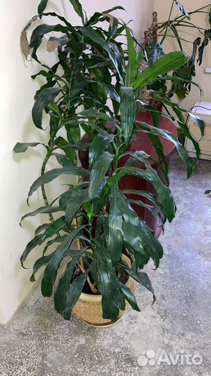 Цветы в ассортименте