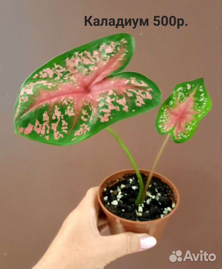 Сансевиерия, сингониумы, филодендроны