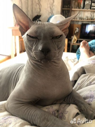 Донской сфинкс вязка