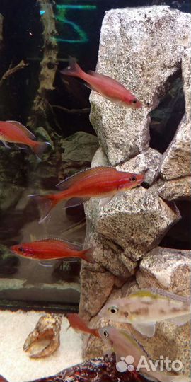 Цихлиды оз.Танганьика своего разведения