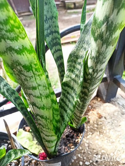 Сансевиерия