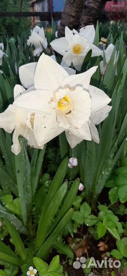 Ирисы сортовые