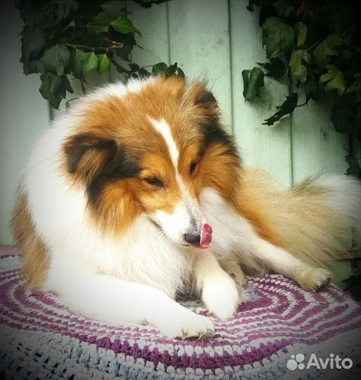 Щенки шелти