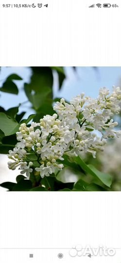Сирень белая