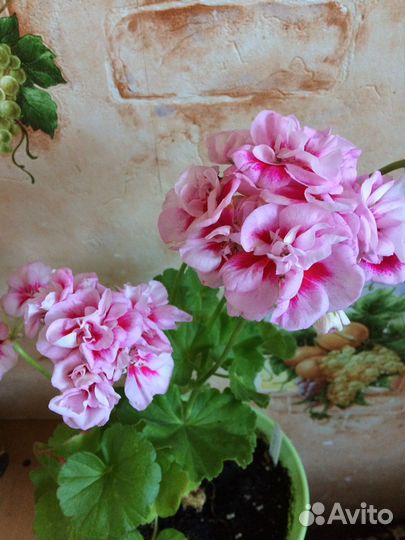 Пеларгонии