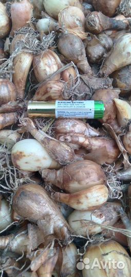 Луковицы тюльпанов, нарциссов