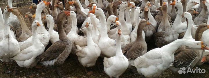 Гусята домашние