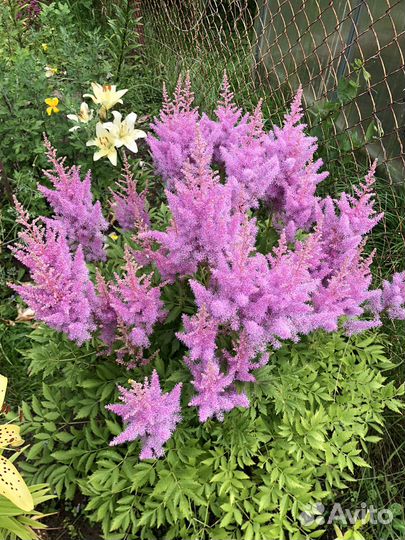 Многолетние садовые растения