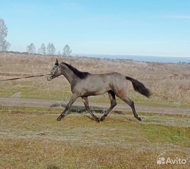 Чкв кобылка