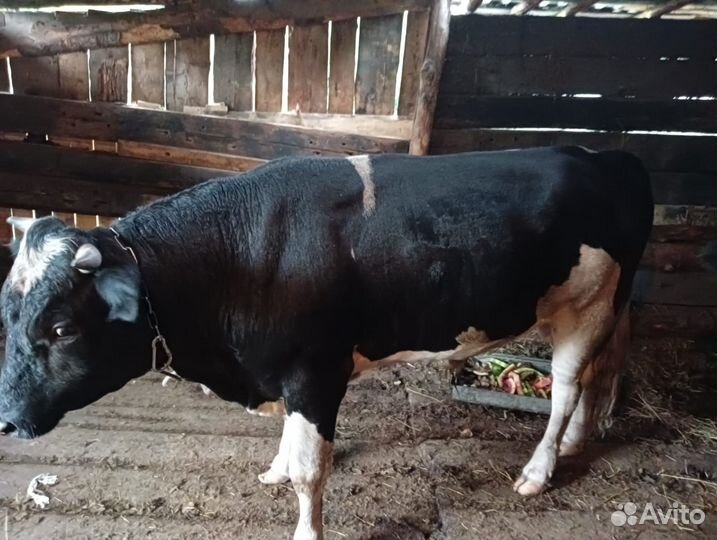 Продам бычка