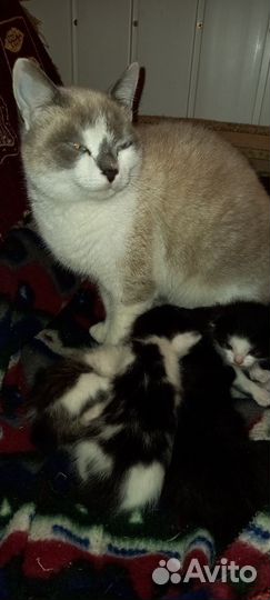 Пушистые друзья